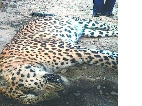 the dead leopard at Bgwaleepokr Dwarahat .